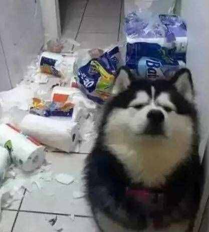 第一次养阿拉斯加犬，要清楚的7件事，你能接受吗？
