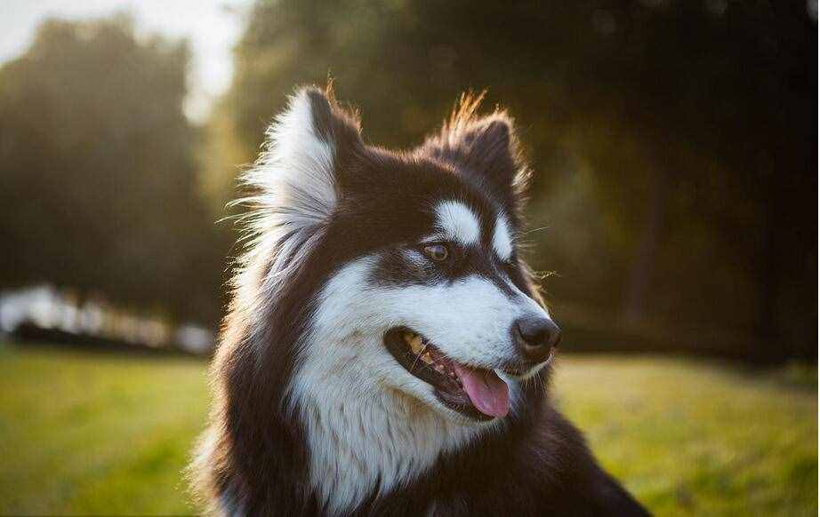 第一次养阿拉斯加犬，要清楚的7件事，你能接受吗？