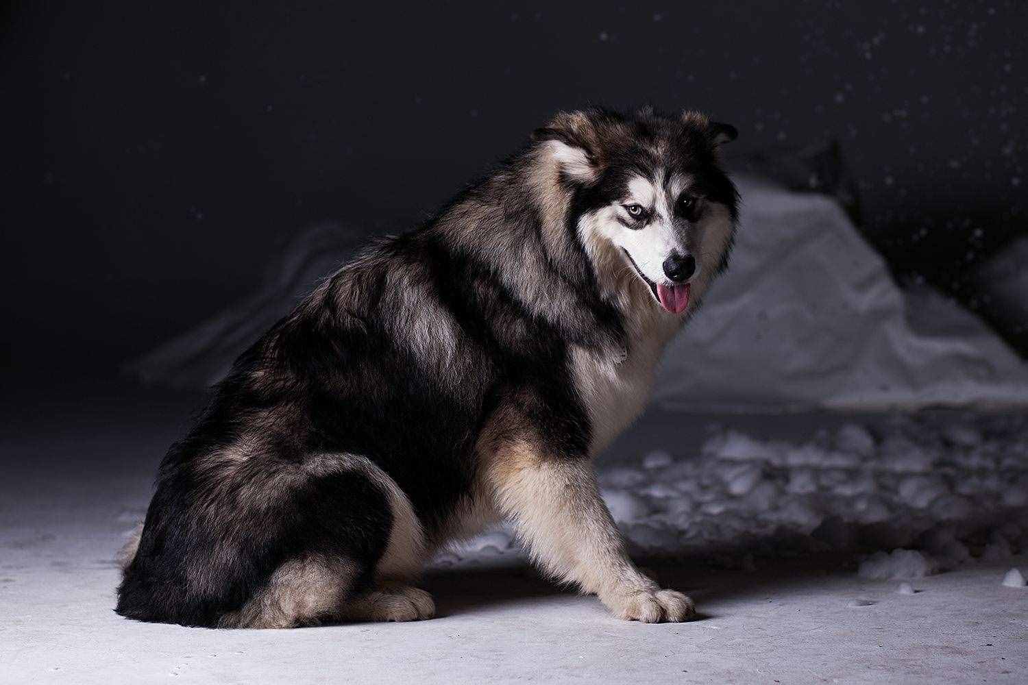 第一次养阿拉斯加犬，要清楚的7件事，你能接受吗？