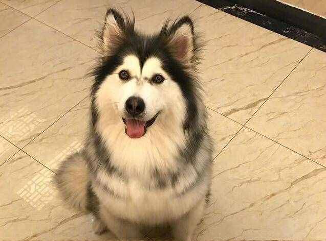 第一次养阿拉斯加犬，要清楚的7件事，你能接受吗？