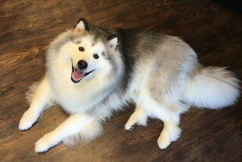 第一次养阿拉斯加犬，要清楚的7件事，你能接受吗？