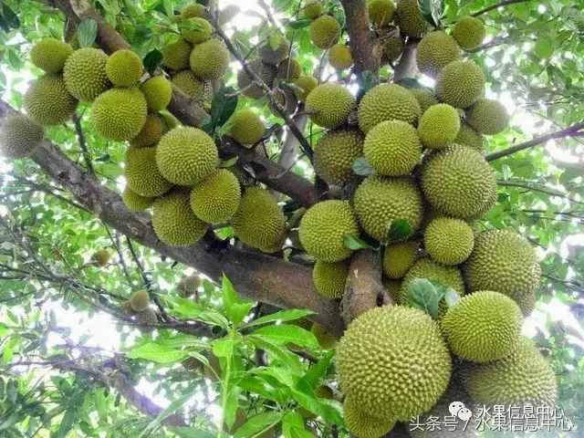史上最全榴莲品种产地分类大全