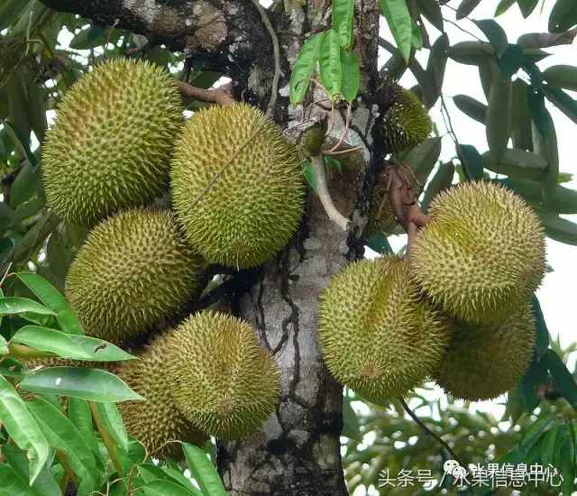 史上最全榴莲品种产地分类大全