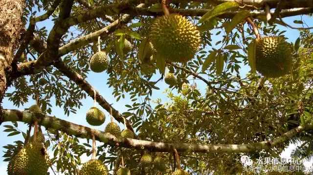 史上最全榴莲品种产地分类大全