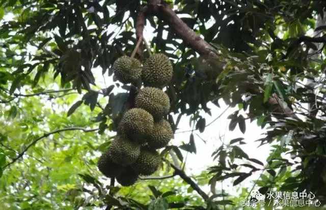 史上最全榴莲品种产地分类大全