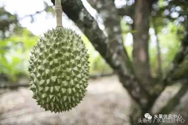 史上最全榴莲品种产地分类大全