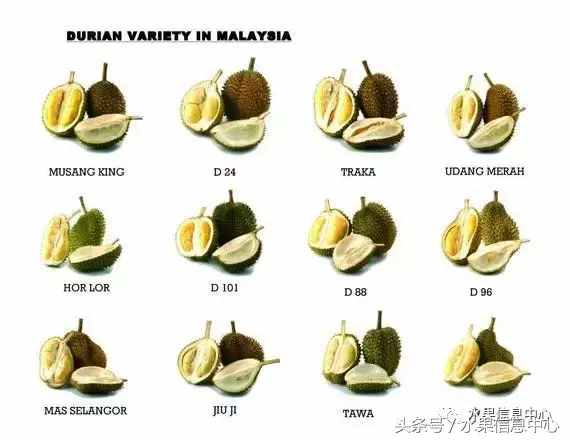 史上最全榴莲品种产地分类大全