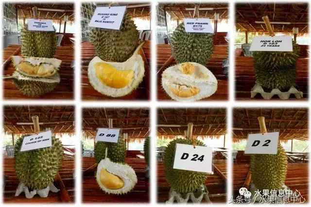 史上最全榴莲品种产地分类大全