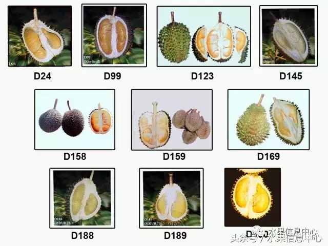 史上最全榴莲品种产地分类大全