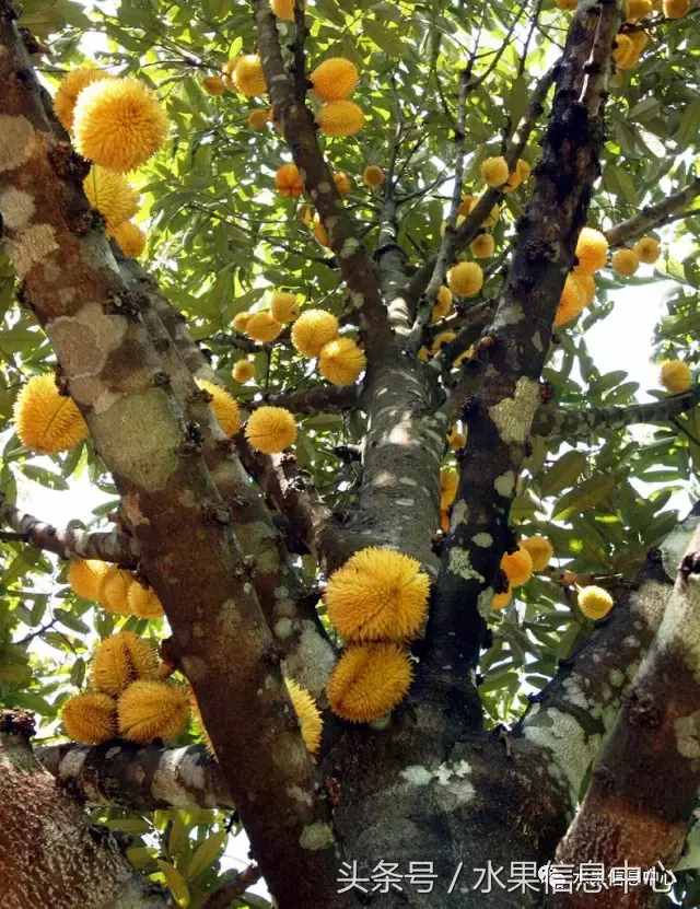 史上最全榴莲品种产地分类大全