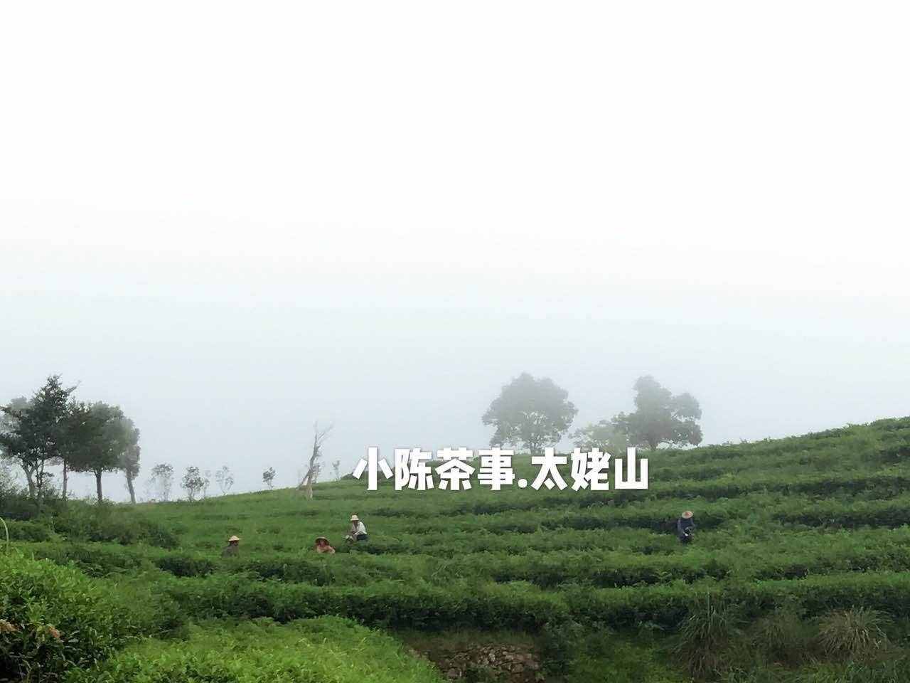 秋季，该喝什么茶？绿茶、白茶、普洱茶、武夷岩茶还是红茶？