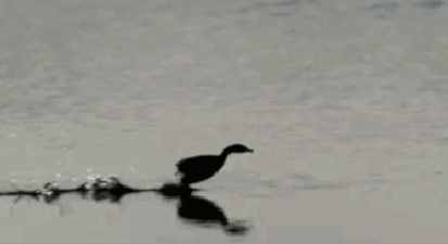 马上学会！教你一个快速制作GIF动图的方法！