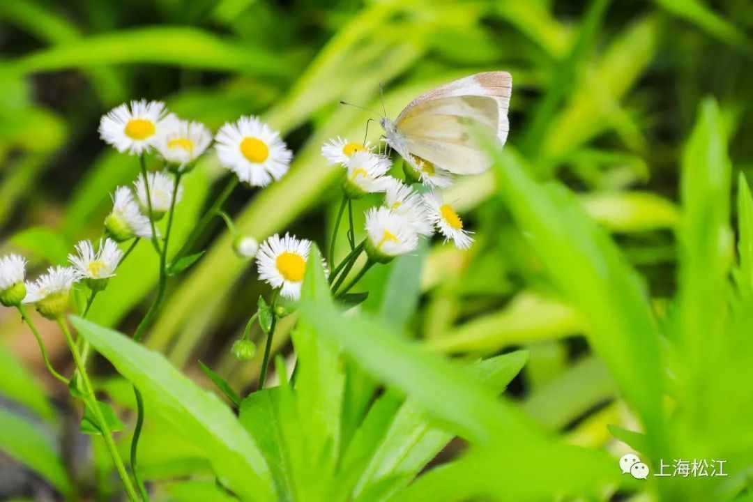 在松江的老街老宅，遇见最美云间童画