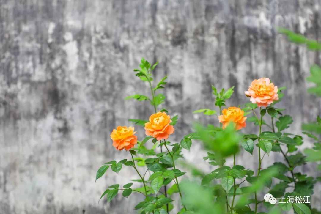 在松江的老街老宅，遇见最美云间童画