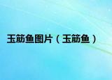 玉筋鱼图片（玉筋鱼）