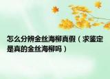 怎么分辨金丝海柳真假（求鉴定是真的金丝海柳吗）
