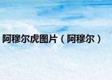 阿穆尔虎图片（阿穆尔）