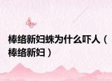 棒络新妇蛛为什么吓人（棒络新妇）