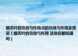 银杏叶的功效与作用点的功效与作用及禁忌（银杏叶的功效与作用 这些你都知道吗）