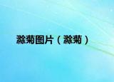 滁菊图片（滁菊）