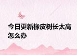 今日更新橡皮树长太高怎么办