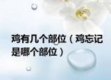 鸡有几个部位（鸡忘记是哪个部位）