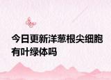 今日更新洋葱根尖细胞有叶绿体吗