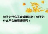 蚊子为什么不会被雨淋到（蚊子为什么不会被雨滴砸死）