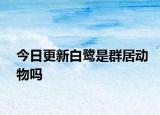 今日更新白鹭是群居动物吗
