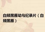 白颊黑雁幼鸟纪录片（白颊黑雁）