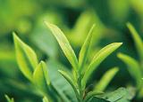 绿茶的好处（经常喝绿茶的人）