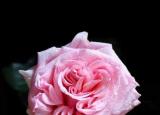 粉红色玫瑰花（10款粉色玫瑰品种介绍）