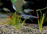 水晶鱼（喜欢身体透明小型观赏鱼的鱼友）
