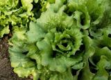 生菜种植（3步种好生菜）