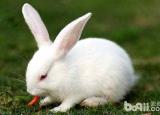 宠物兔的寿命（宠物兔能活多久宠物兔寿命）