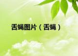舌蝇图片（舌蝇）