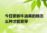 今日更新牛油果的核怎么种才能发芽