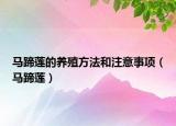 马蹄莲的养殖方法和注意事项（马蹄莲）