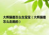 大熊猫是怎么生宝宝（大熊猫是怎么走路的）