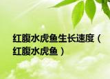 红腹水虎鱼生长速度（红腹水虎鱼）