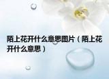 陌上花开什么意思图片（陌上花开什么意思）