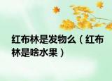 红布林是发物么（红布林是啥水果）