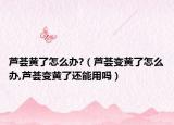 芦荟黄了怎么办?（芦荟变黄了怎么办,芦荟变黄了还能用吗）