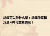 盆栽可以种什么菜（盆栽种菜和方法 6种可盆栽的菜）