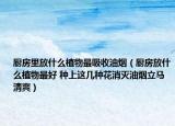 厨房里放什么植物最吸收油烟（厨房放什么植物最好 种上这几种花消灭油烟立马清爽）