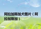 阿拉加斯加犬图片（阿拉加斯加）