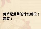 蒲笋是蒲草的什么部位（蒲笋）