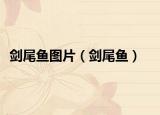 剑尾鱼图片（剑尾鱼）