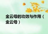 金云母的功效与作用（金云母）