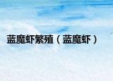 蓝魔虾繁殖（蓝魔虾）